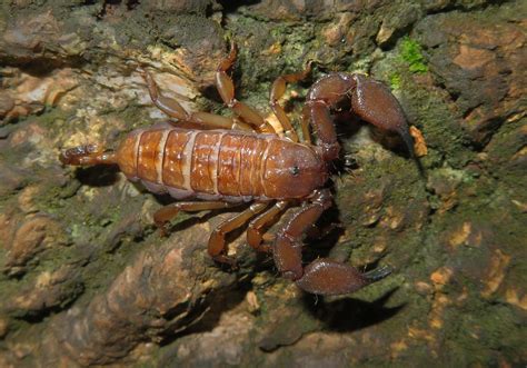 Liocheles australasiae .